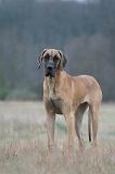 DOGUE ALLEMAND 743